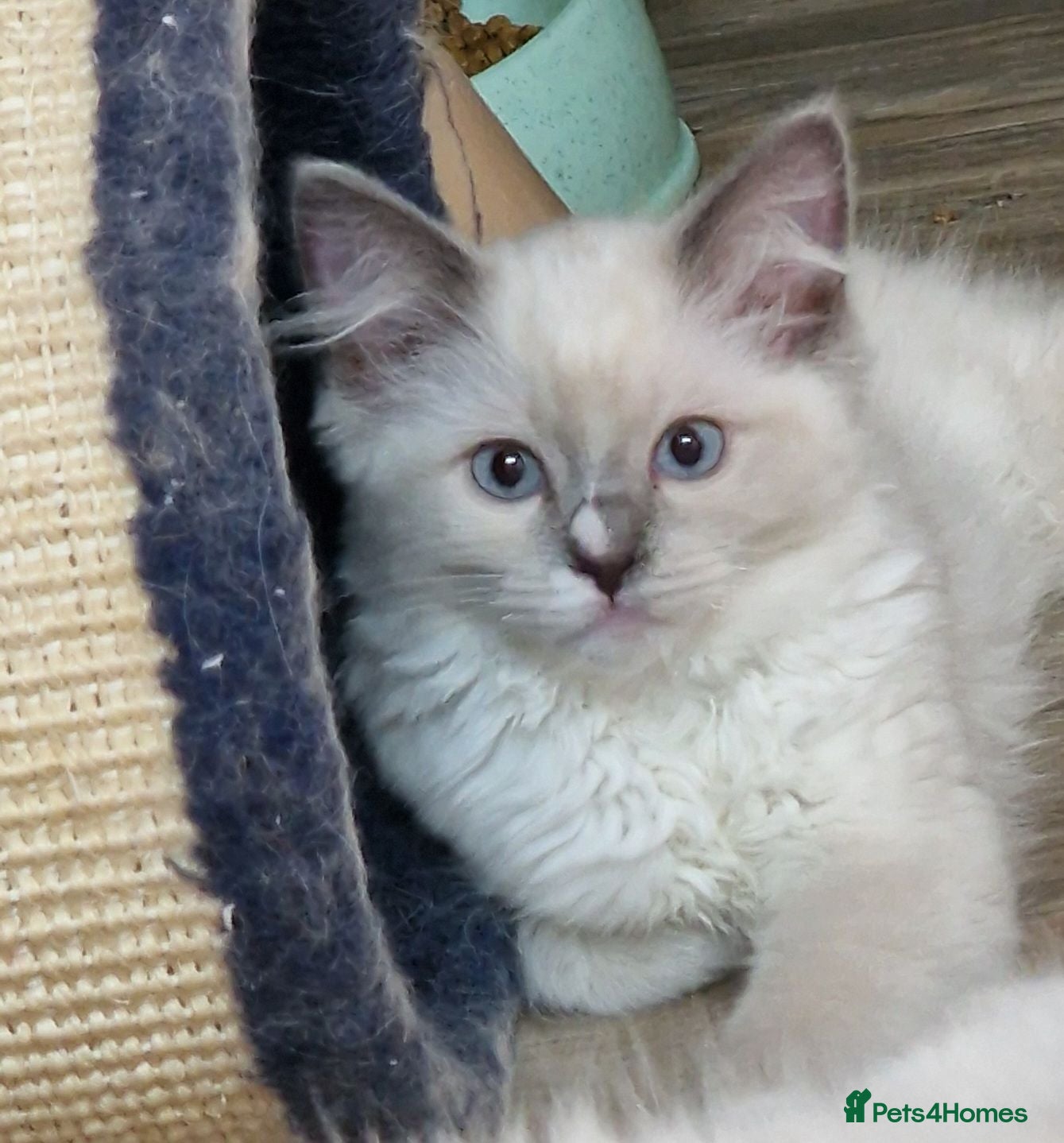Perdoll cats Gorgeous litter gccf registered Ragdoll kittens  - Advert 2