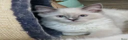 Perdoll cats for sale: Gorgeous litter gccf registered Ragdoll kittens  - Advert 2