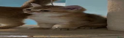 British Shorthair cats for sale: GOLDEN NY12 GCCF GRAND CHAMPION BLOODLINE  - Advert 8