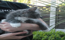 Maine Coon cats for sale: Boy 2 - Rain  - TICA Pedigree Kittens - Imported Parents - Image 5