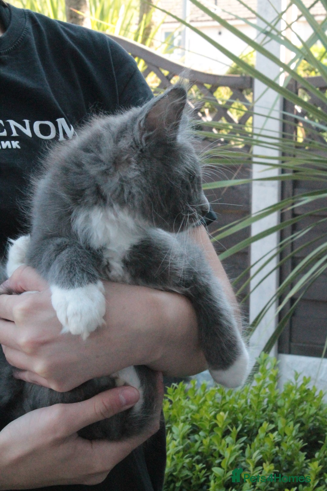Maine Coon cats for sale: Boy 2 - Rain  - TICA Pedigree Kittens - Imported Parents - Image 5