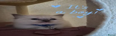 Ragdoll 1