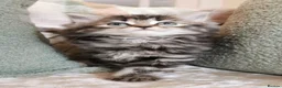 Maine Coon cats for sale: Beautiful Maine Coon Kittens  - Advert 5