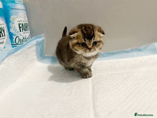 Scottish Fold cats 2 girls left beautiful quality Scottish Folds ❤️ - Advert 11