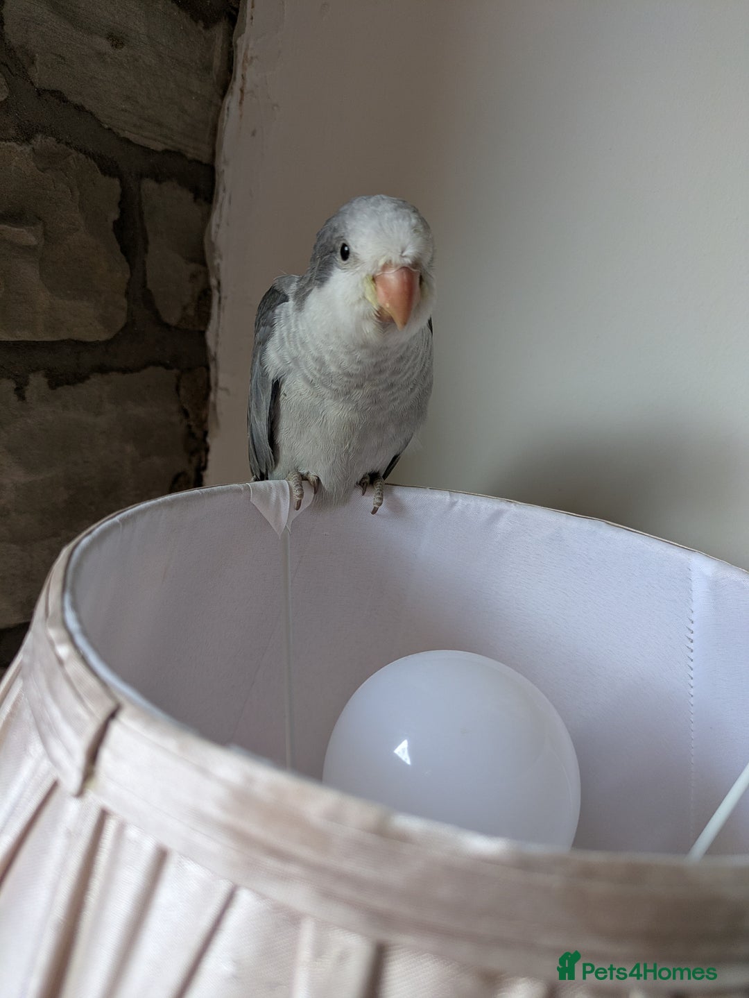 Parakeets birds for sale: Tamed hand reared baby Quaker parrots DNA tested  - Image 19
