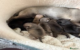 Pug dogs for sale: £500 pug puppies - Image 9