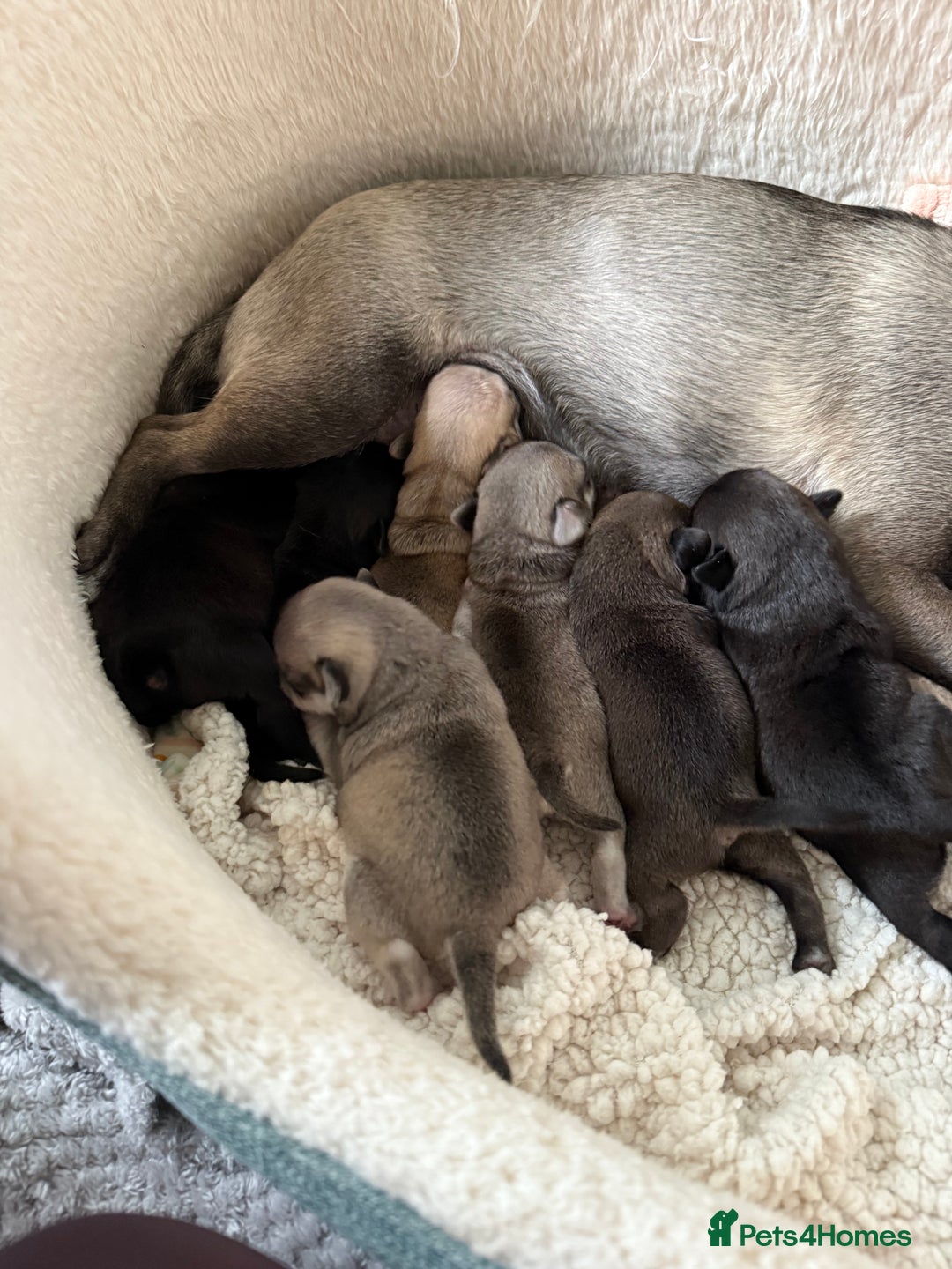 Pug dogs for sale: £500 pug puppies - Image 9