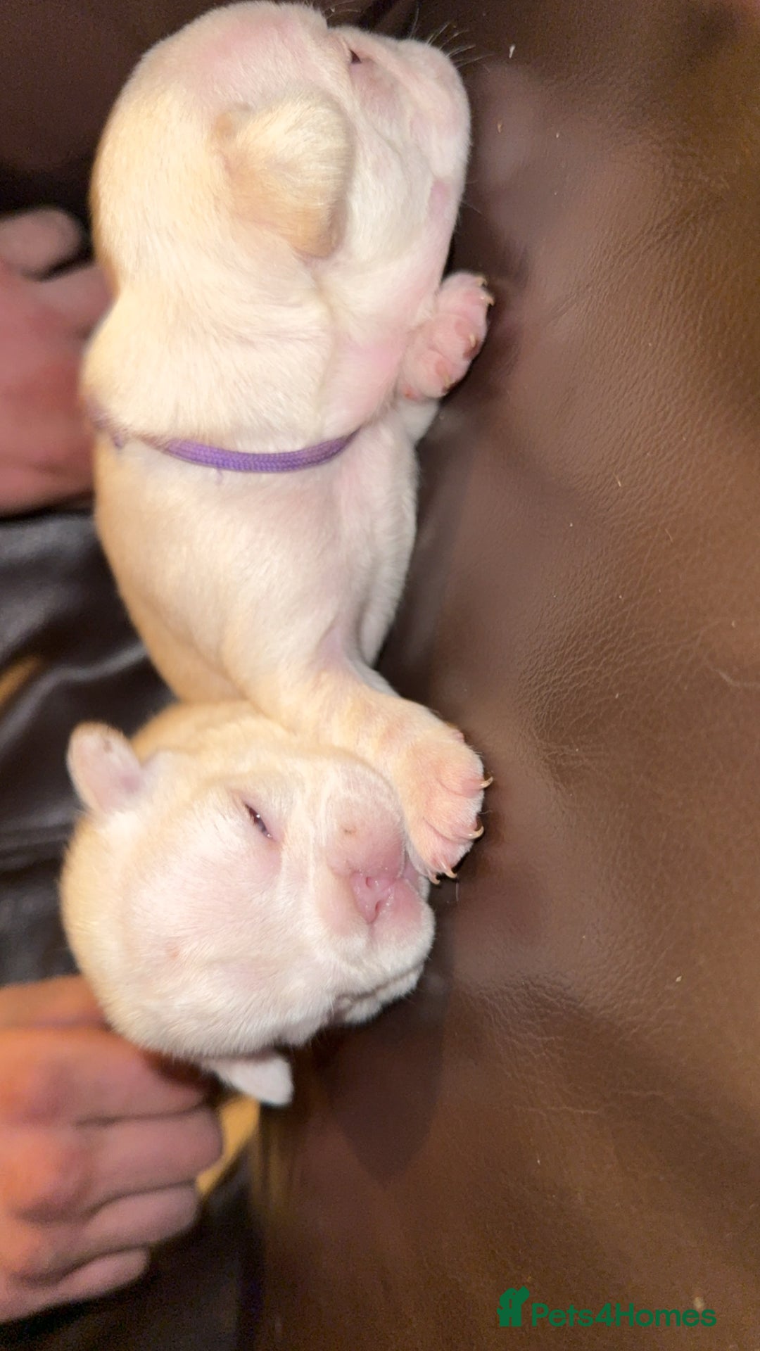 French Bulldog dogs for sale: Full fluffy new shade Isabella and tan platinum  - Advert 2