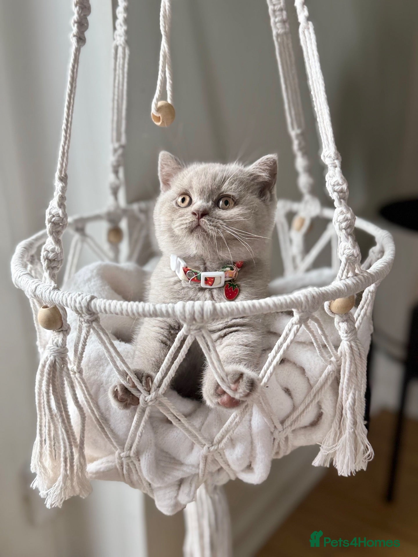 Scottish Fold cats Scottish fold - Advert 1