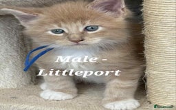 Maine Coon cats for sale: Stunning TICA Purebred Pedigree Maine Coon Kittens - Image 8