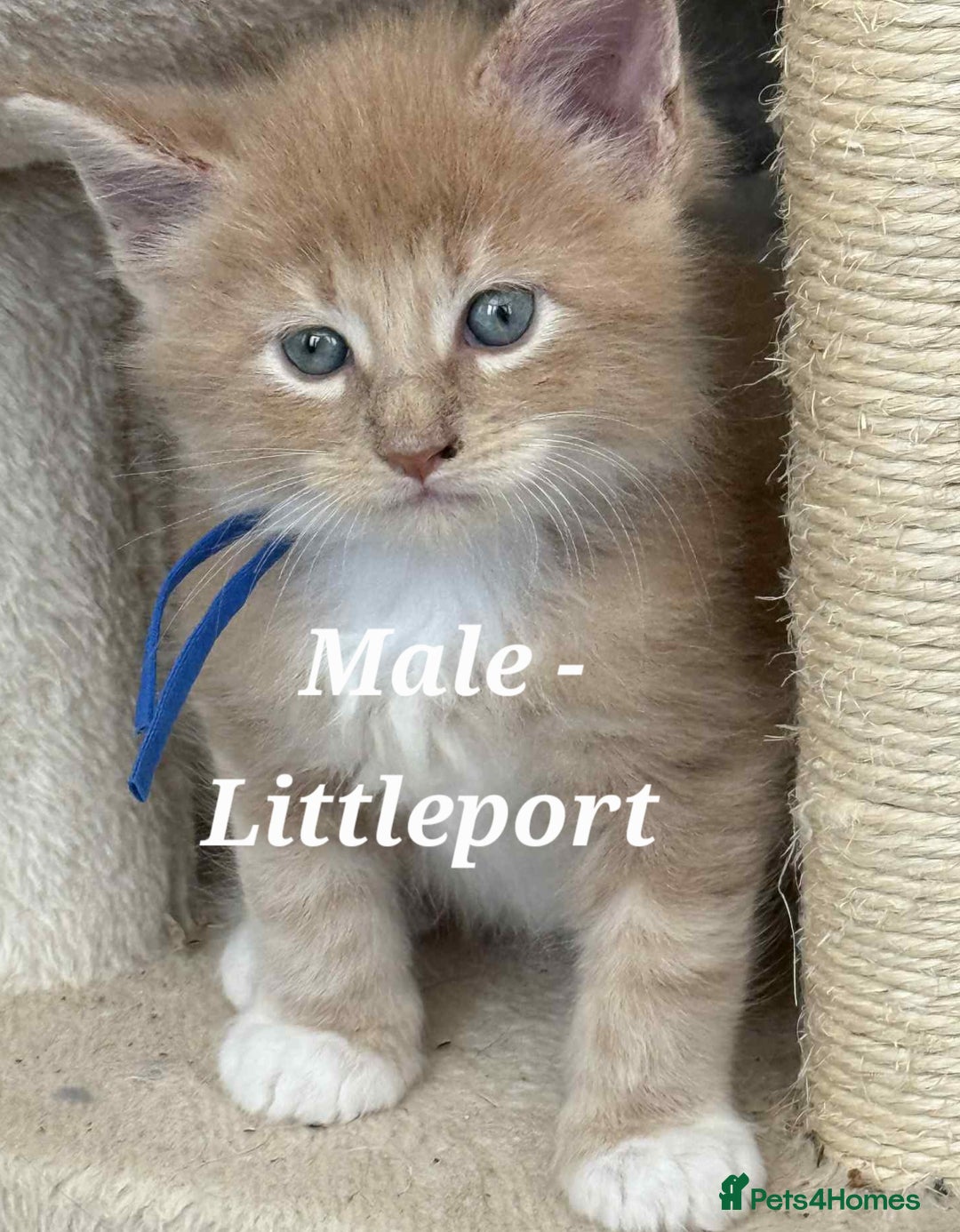 Maine Coon cats for sale: Stunning TICA Purebred Pedigree Maine Coon Kittens - Image 8