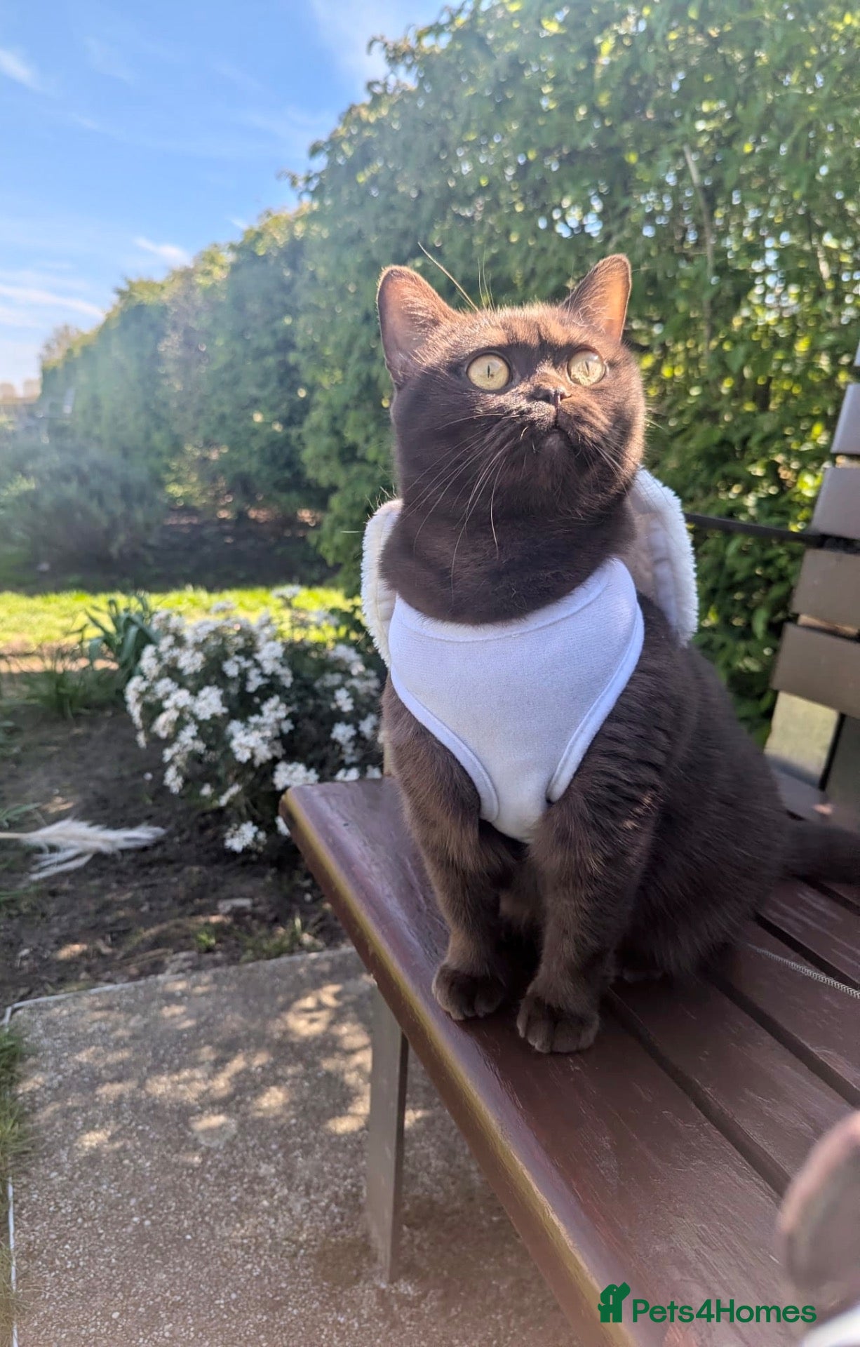 British Shorthair cats Chocolate BSH Kittens 🐾 - Advert 16