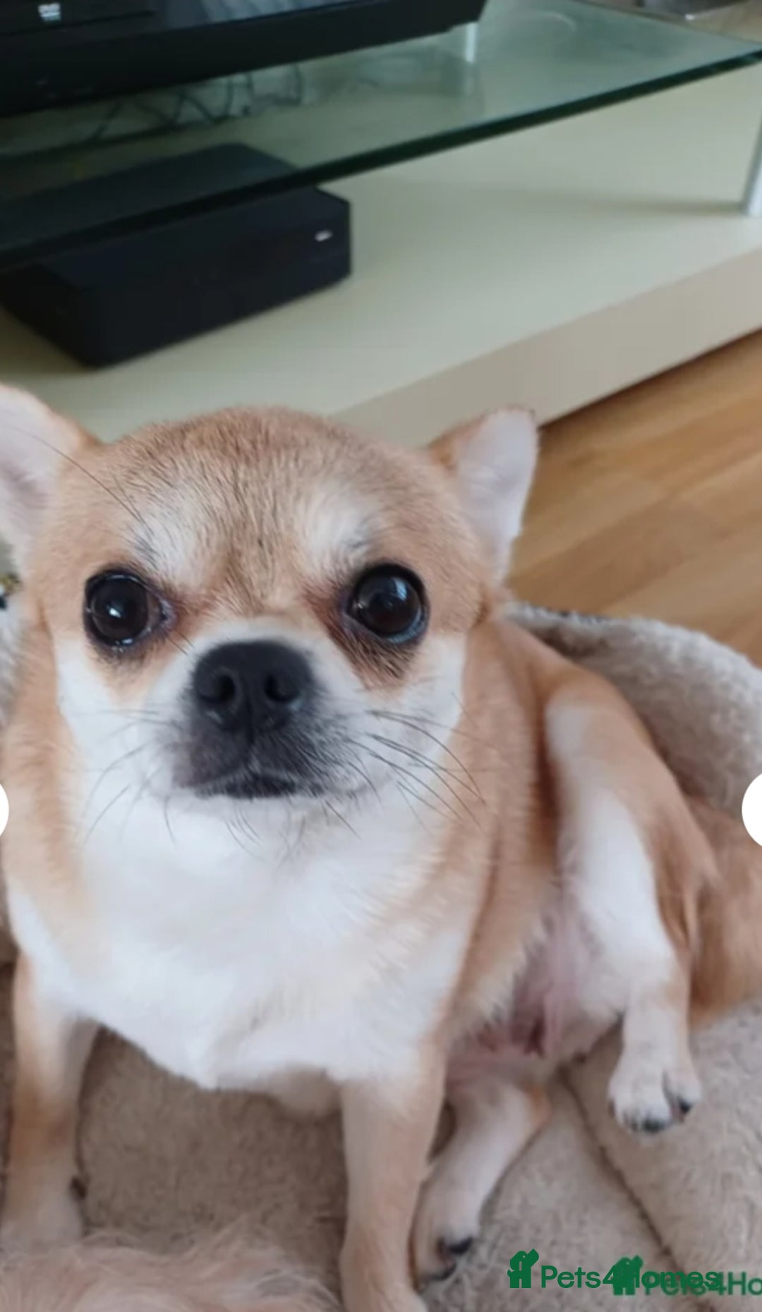 Pomchi dogs for sale: Pomchi girl phoebe  - Advert 2