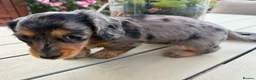 Miniature Dachshund dogs for sale:  Adorable Miniature Dachshund Puppies - Advert 8