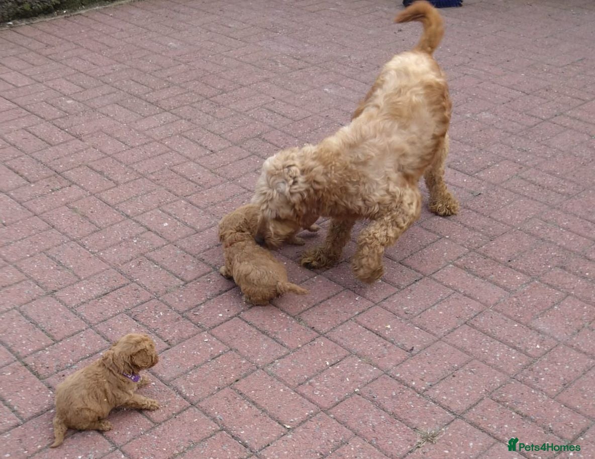 Mini Goldendoodle dogs Miniature Goldendoodle pups - Advert 2