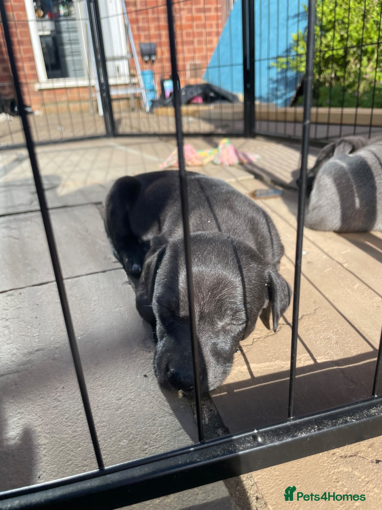 Mixed Breed dogs Stunning Whippet/Jack puppies  - Advert 17