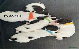 English Springer Spaniel dogs for sale: KC Quality English Springer Spaniels - Image 24