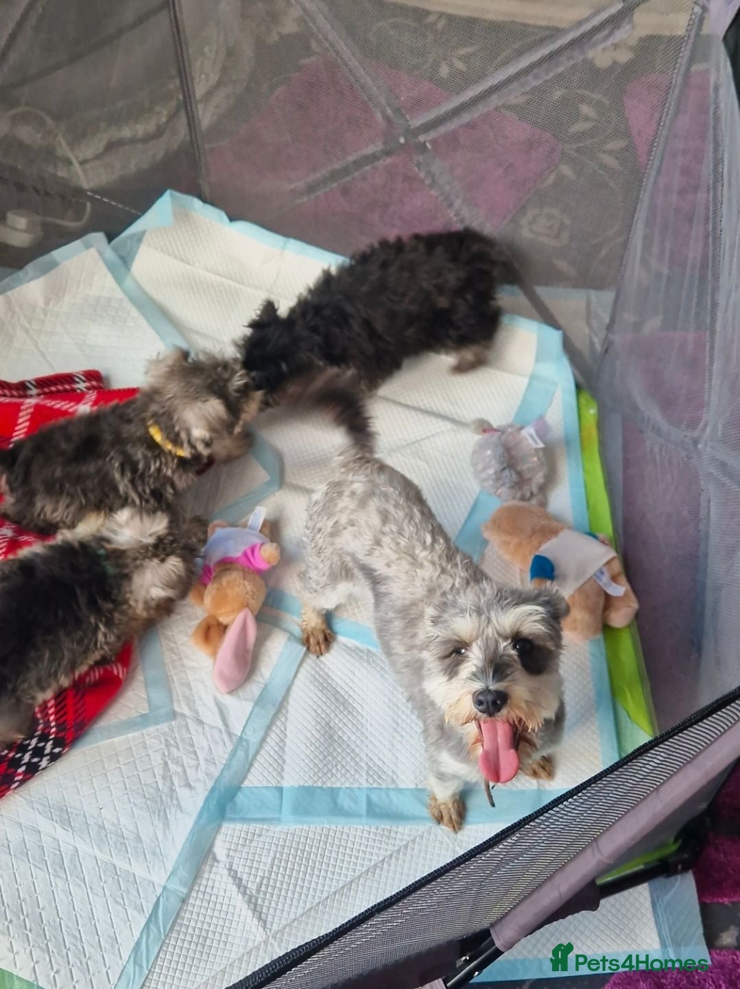 Miniature Schnauzer dogs 3 beautiful puppies left  - Advert 2