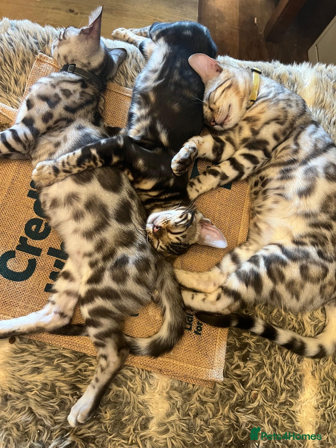 Bengal cats for sale: Beautiful Bengal Kittens Ready for Forever Homes - Image 13