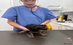 Yorkshire Terrier dogs for sale: Outstanding KC reg purebred Yorkshire terriers - Image 13