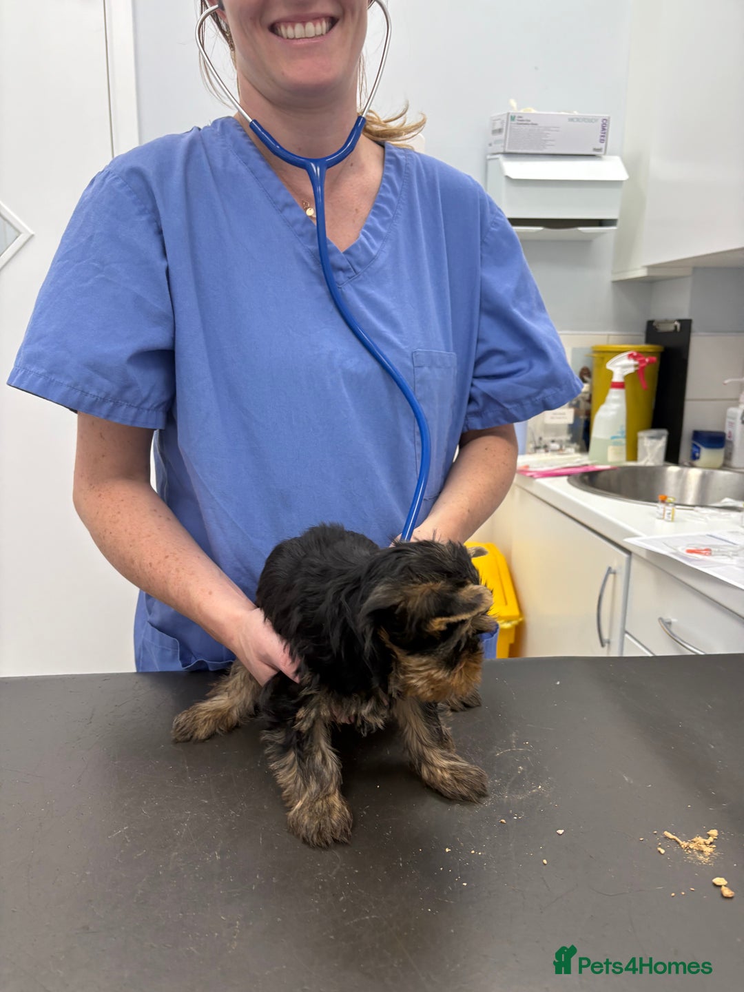 Yorkshire Terrier dogs for sale: Outstanding KC reg purebred Yorkshire terriers - Image 13