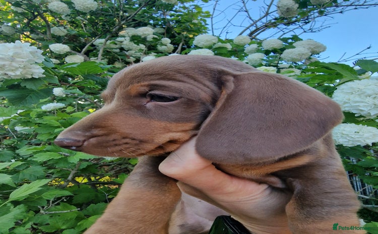 Dachshund dogs in Ware - Advert 3