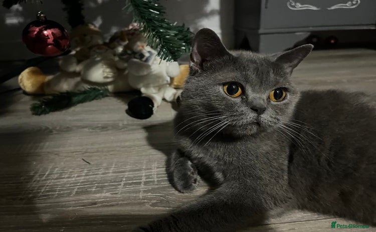 British Shorthair cats - Advert 12