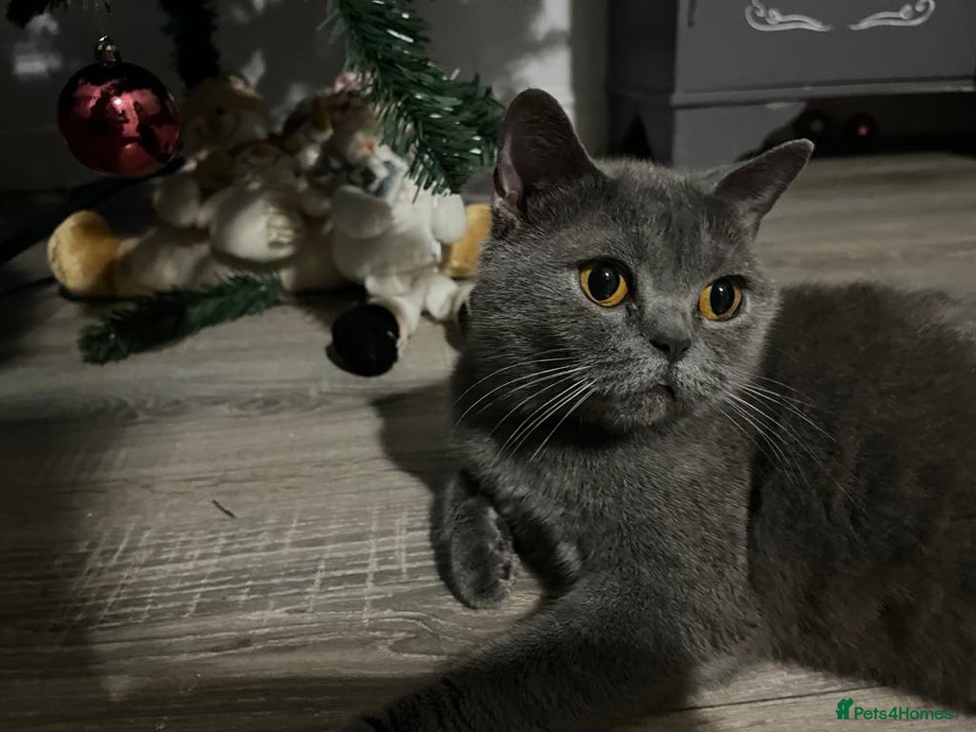 British Shorthair cats for sale: Short hair British kittens  - Image 1