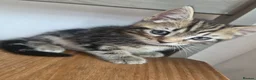 Mixed Breed cats for sale: Kittens for sale blackpool  - Advert 5