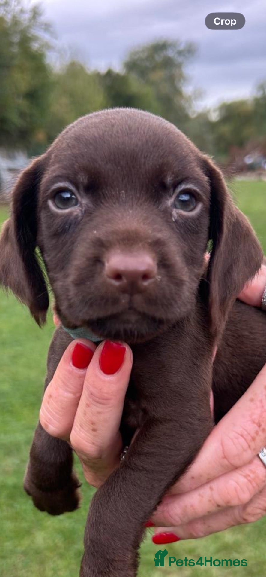 Cocker Spaniel dogs BEAUTIFUL COCKER SPANIEL PUPS FOR SALE - Advert 2