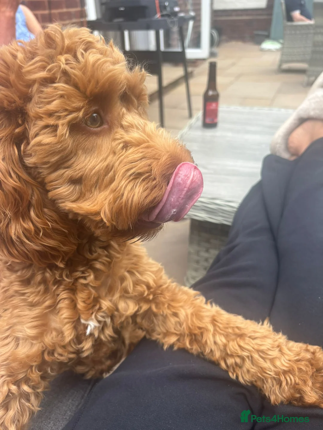 Cockapoo dogs for sale: Gorgeous Red F1 Cockerpoo for sale in Birmingham - Advert 9