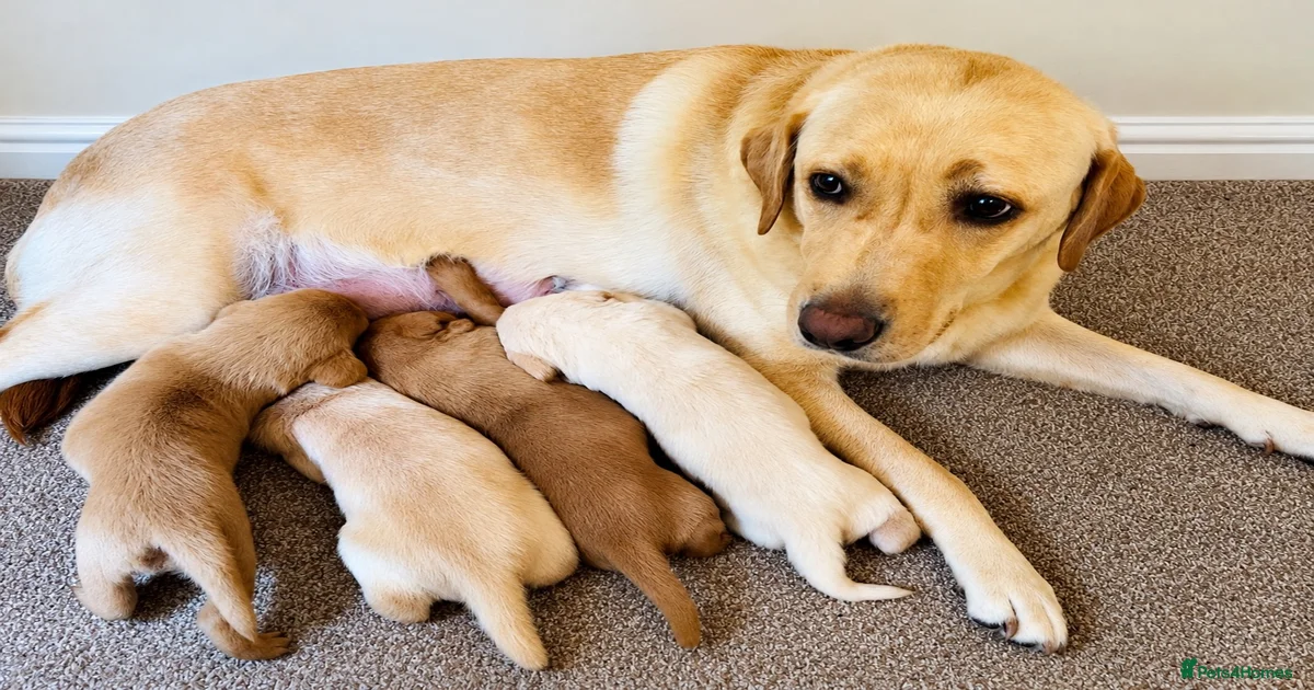 Labrador Retriever Puppies for sale in England | Pets4Homes