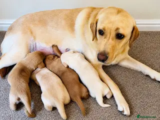 Labrador Retriever dogs Mum 262 DNA-Clear | Gorgeous Fox Red & Yellow Labs - Advert 18