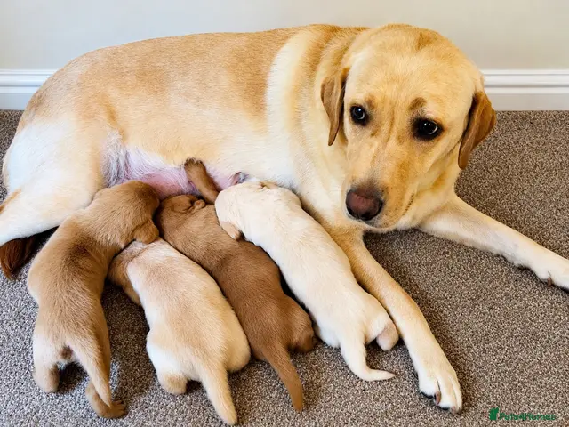 Labrador Retriever dogs Mum 262 DNA-Clear | Gorgeous Fox Red & Yellow Labs - Advert 20