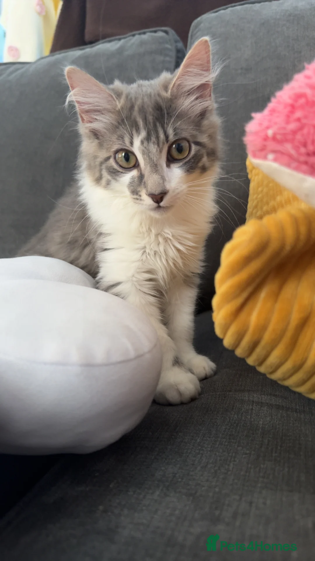 Mixed Breed cats for sale: Loving Gorgeous Male Kitten - Advert 2