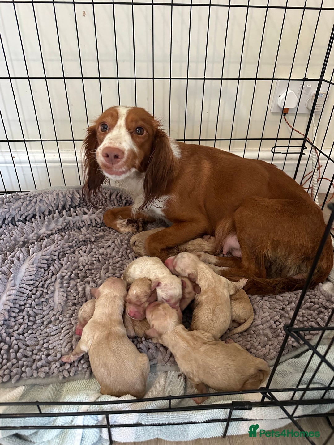 Mixed Breed dogs for sale: Golden Cocker Retriever Puppies  - Advert 3