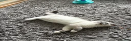 Ragdoll cats for sale: GCCF Registered Pedigree Ragdoll Kittens in Bristol - Advert 12
