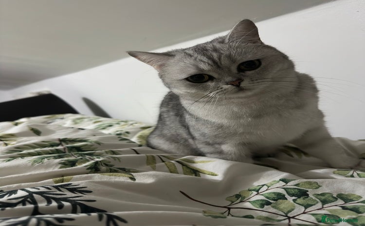 Brazilian Shorthair cats - Advert 1
