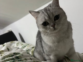 Brazilian Shorthair cats - Advert 3