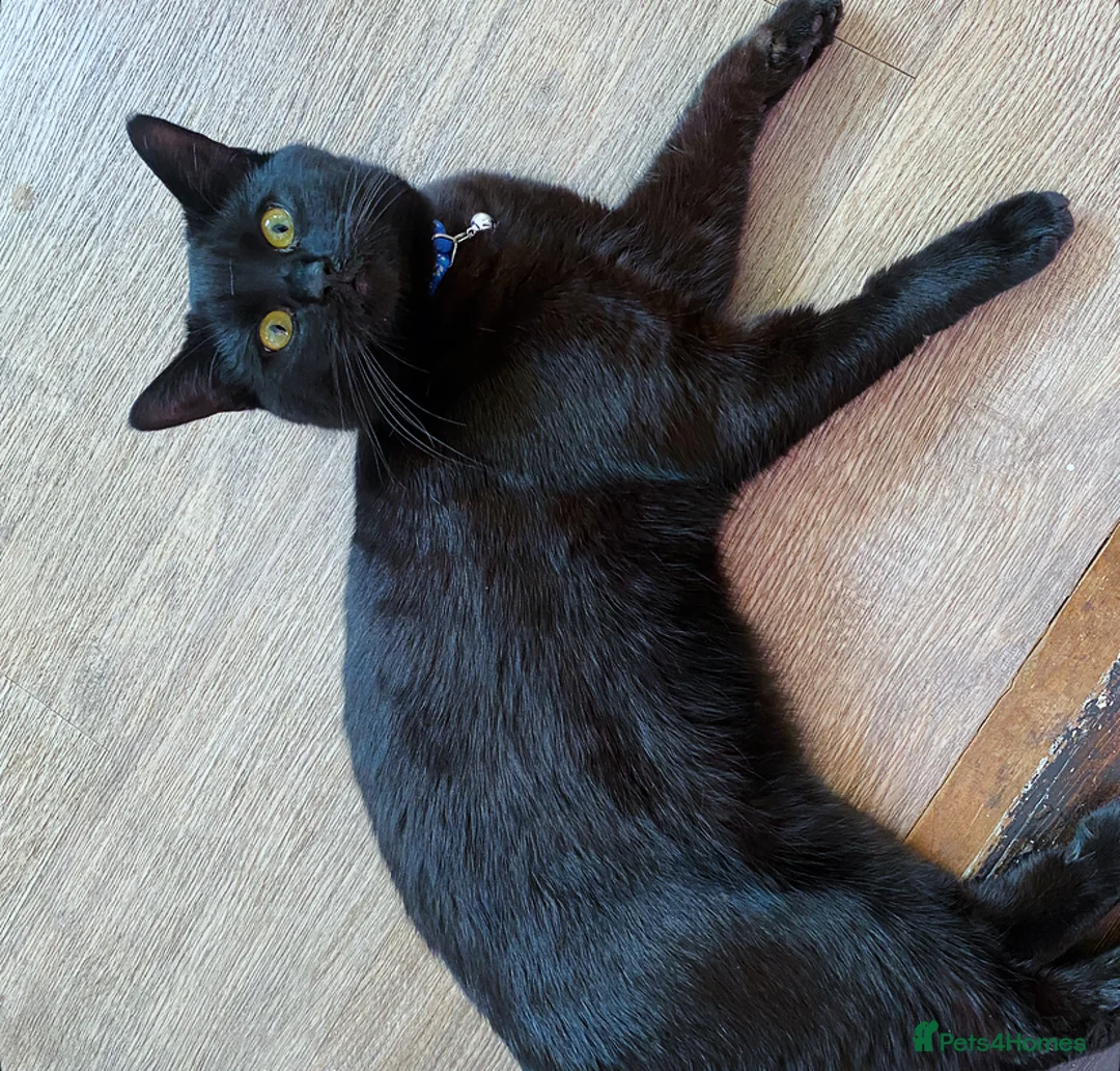 Mixed Breed cats for sale: Very Loving Male Cat - Advert 5