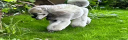 Miniature Poodle dogs for stud: Silver Miniature Poodle for stud - Advert 5
