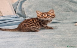 Mixed Breed cats for sale: BEAUTIFUL KITTENS VIDEOS - Image 17