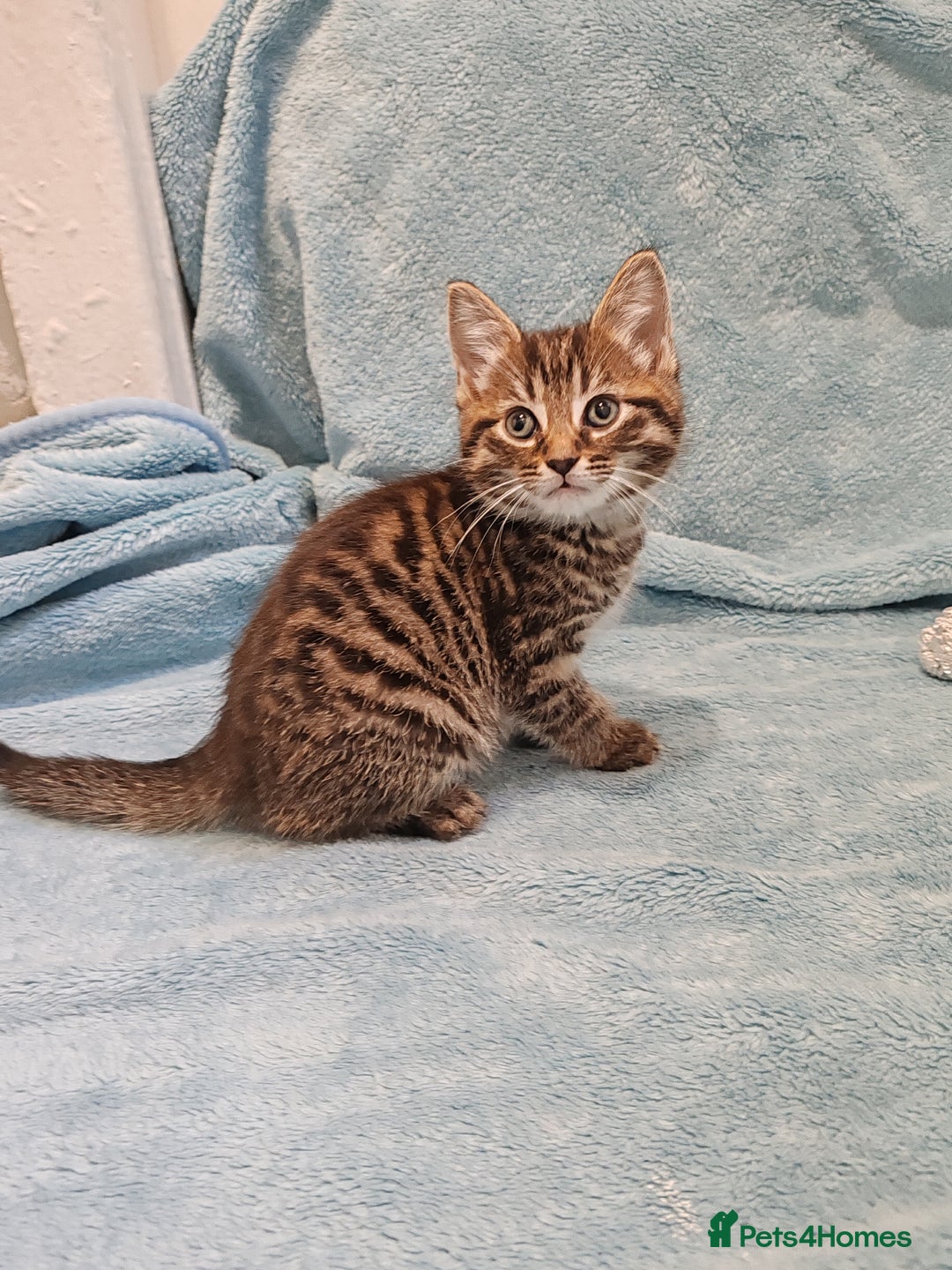 Mixed Breed cats for sale: BEAUTIFUL KITTENS VIDEOS - Image 17
