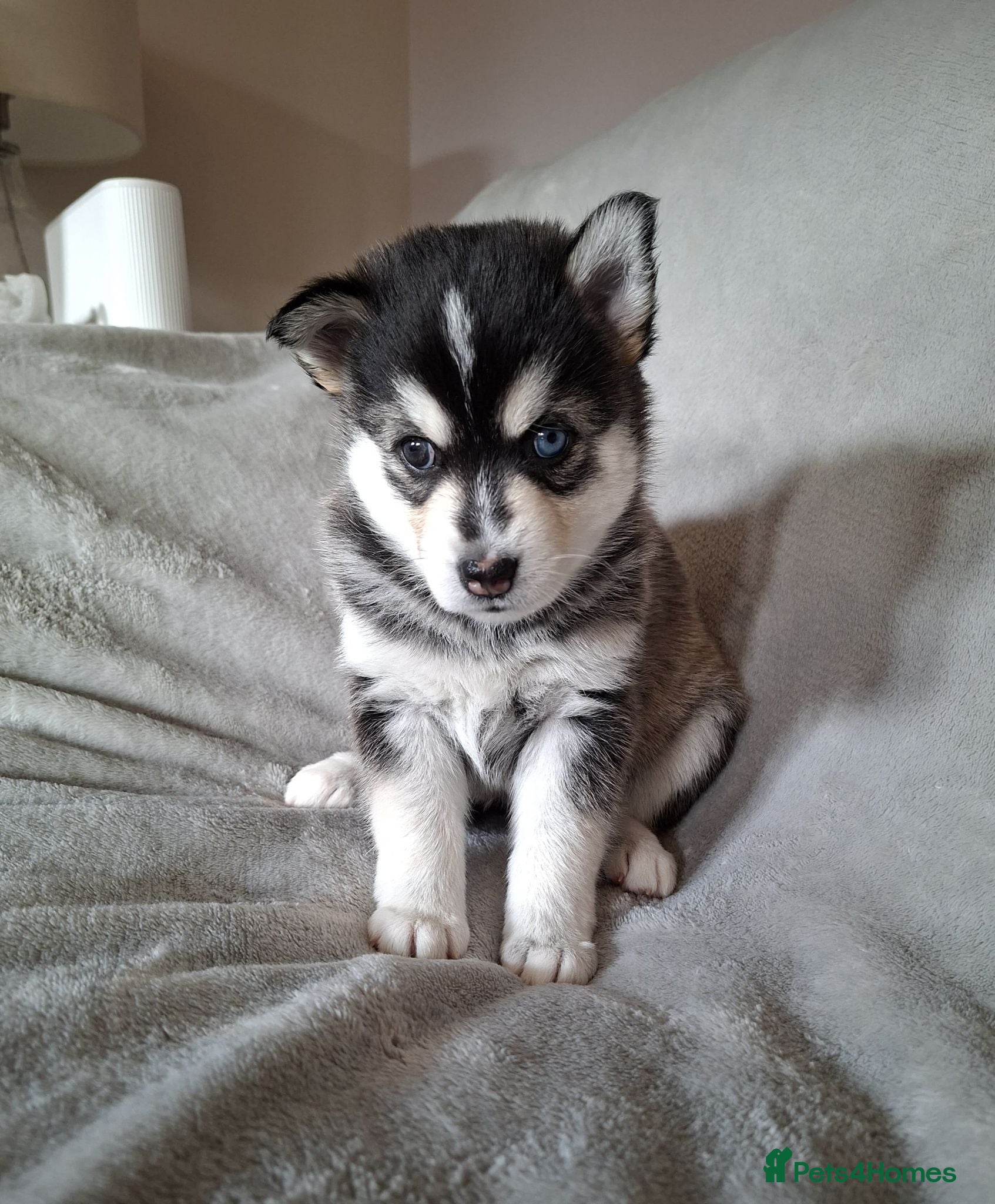 Pomsky dogs Stunning Pomsky Puppies  - Advert 13