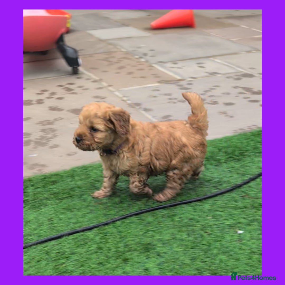 Cockapoo dogs for sale: 1 x Beautiful Red Cockerpoo Pup For Sale - Image 4