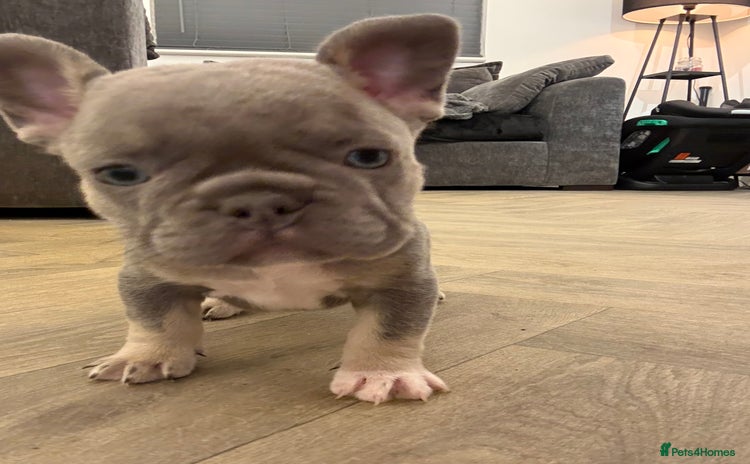 French Bulldog dogs French bulldog pups! - Advert 8