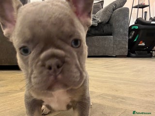 French Bulldog dogs French bulldog pups! - Advert 18