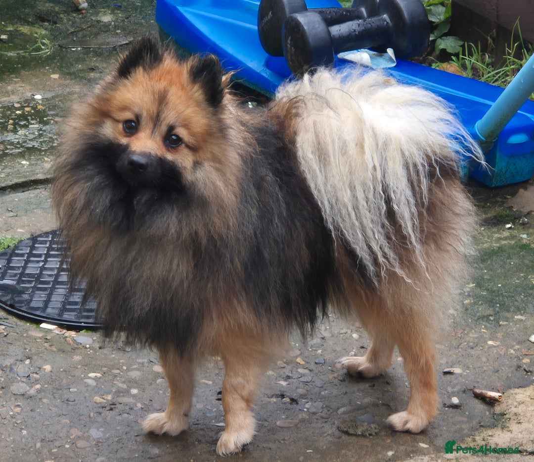 Pomeranian dogs for sale: Beautiful little pomeranians - Advert 7