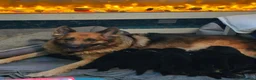 German Shepherd dogs for sale: German shepard pups in Glasgow - Advert 16