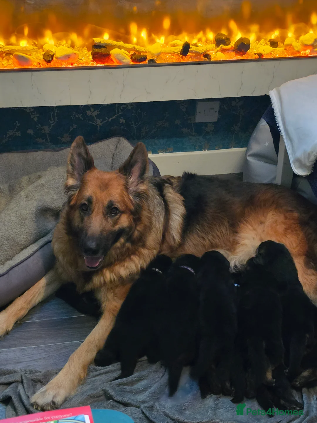 German Shepherd dogs for sale: German shepard pups in Glasgow - Advert 16